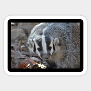 Badger Sticker